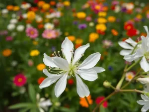 Robert El Gendy – życie prywatne, kariera i pochodzenie