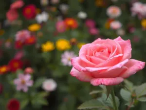 Twórcze kolonie Minecraft